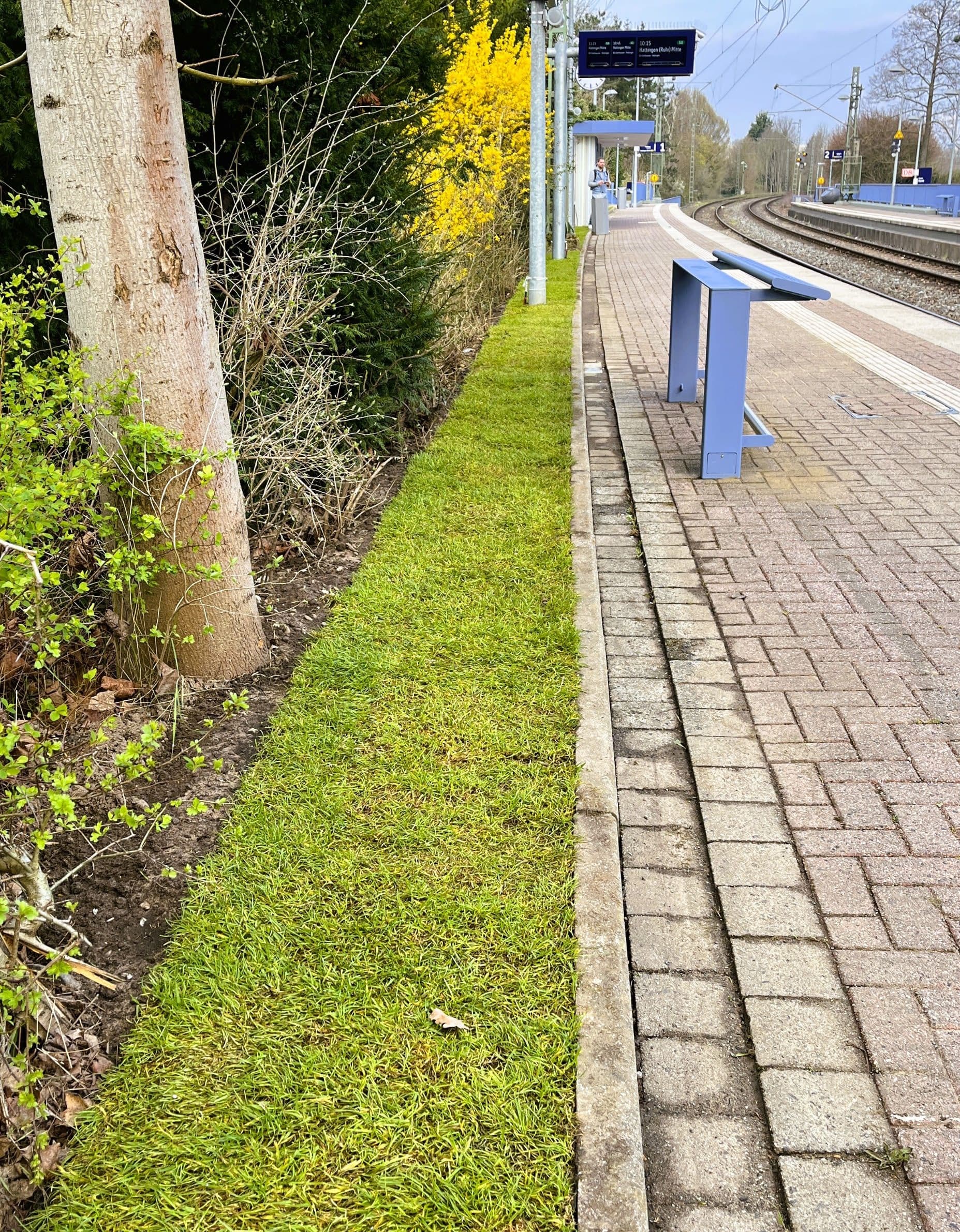 Rossrasen neben einem Bahnsteig. Im Hintergrund eine Sitzgelegenheit und die Gleise.