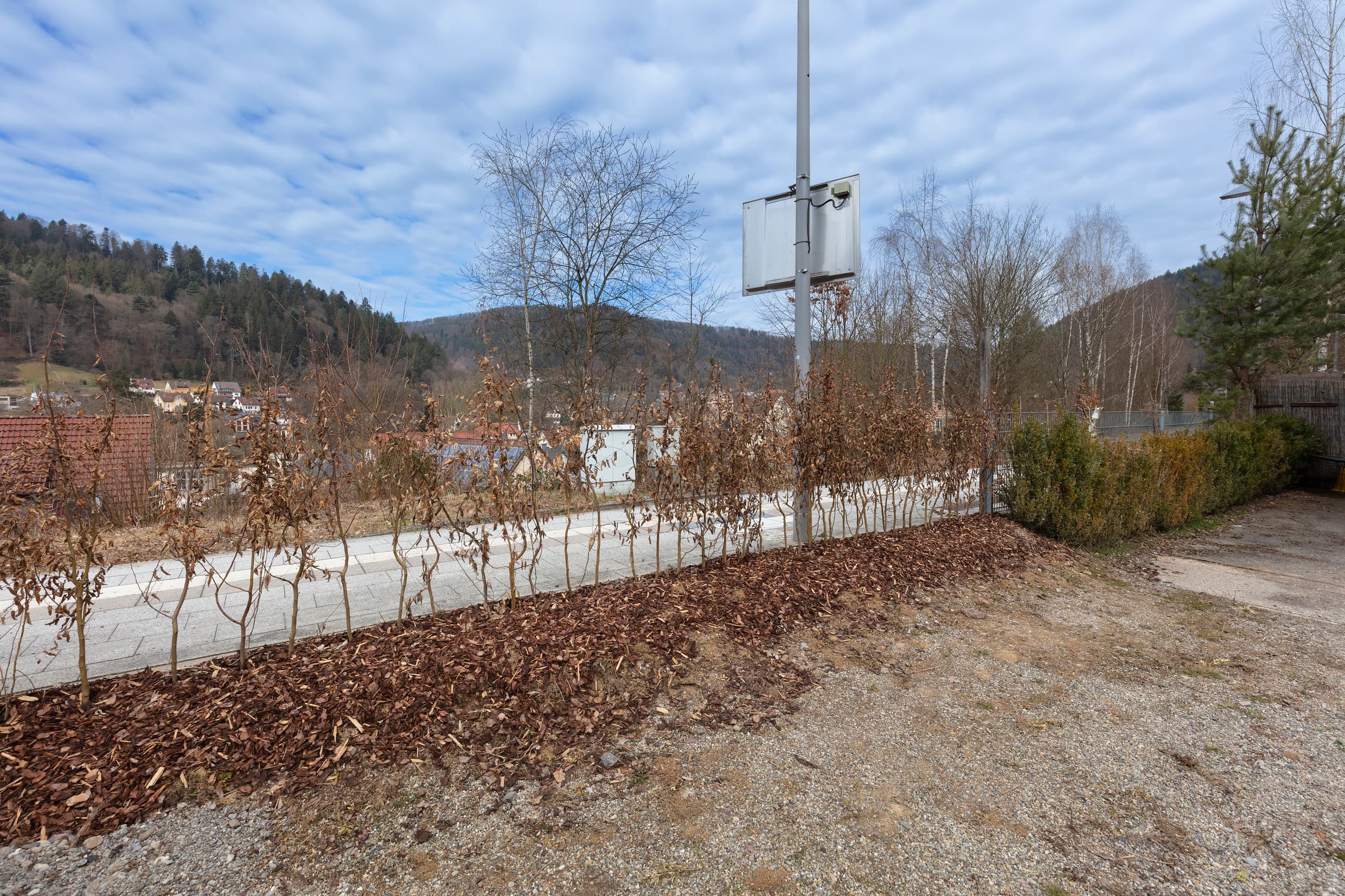 Neugepflanzte Hecke in Hirsau