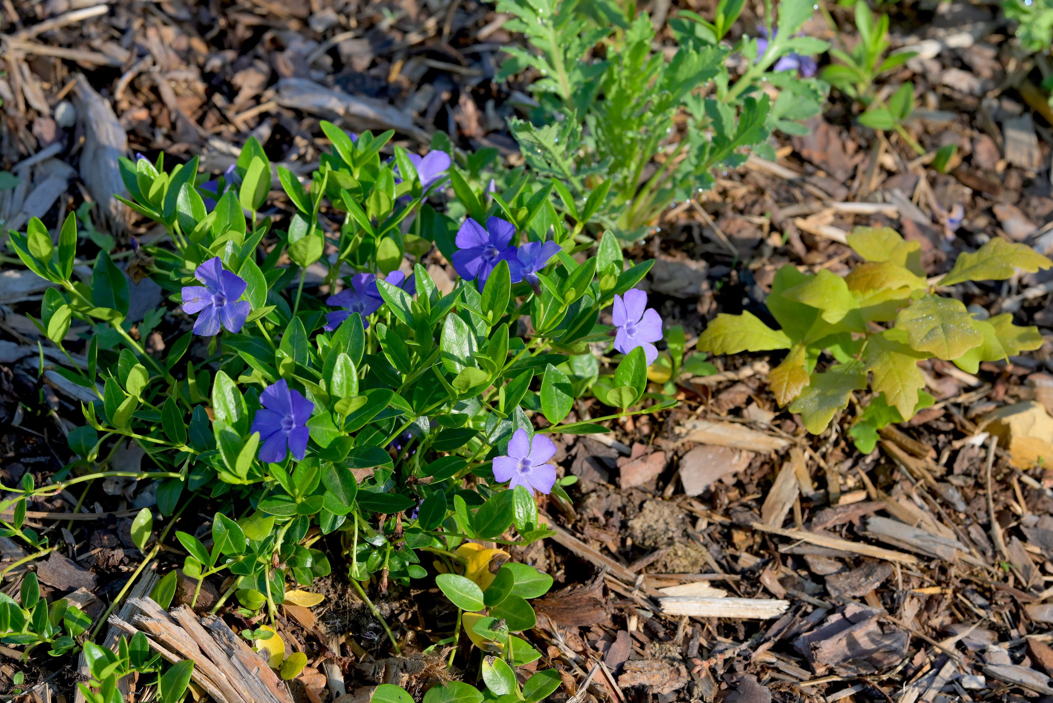 Bunte Bepflanzung am Bahnsteig