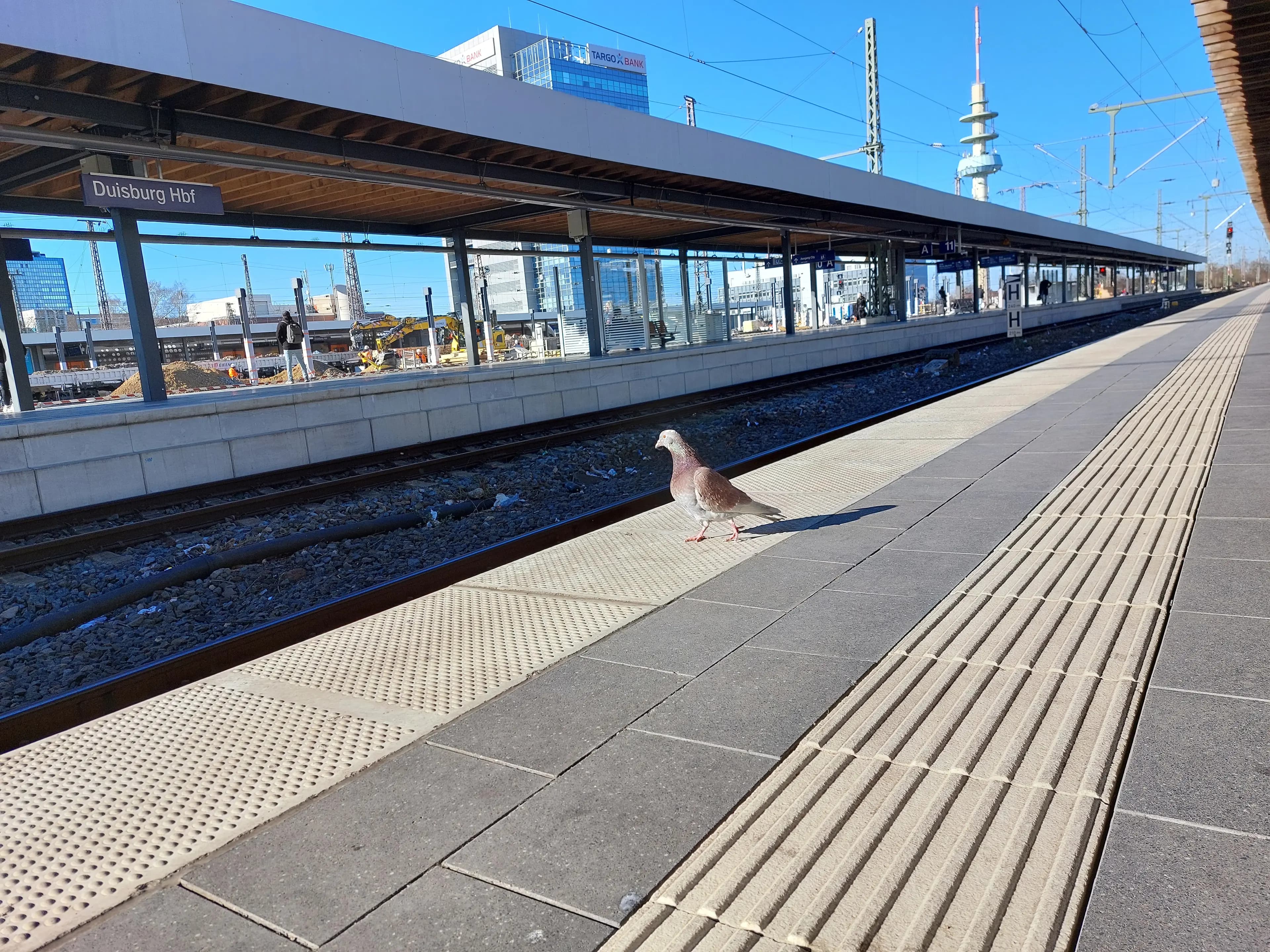 Eine einzelne Taube an der Bahnsteigkante am Bahnhof von Duisburg.