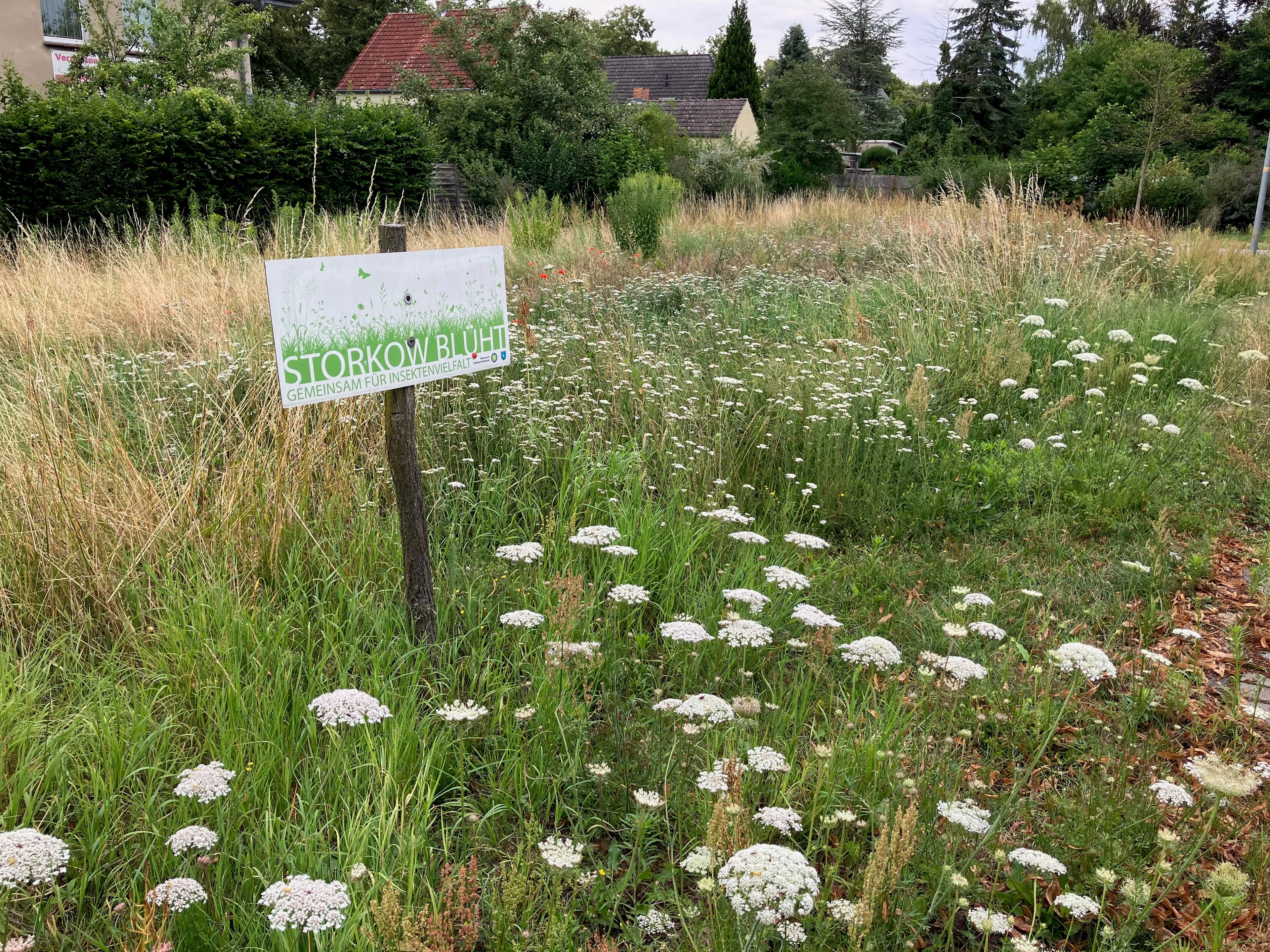 Ein Schild mit der Aufschrift "Storkow Blüht" steht auf einer blühenden Wiese.