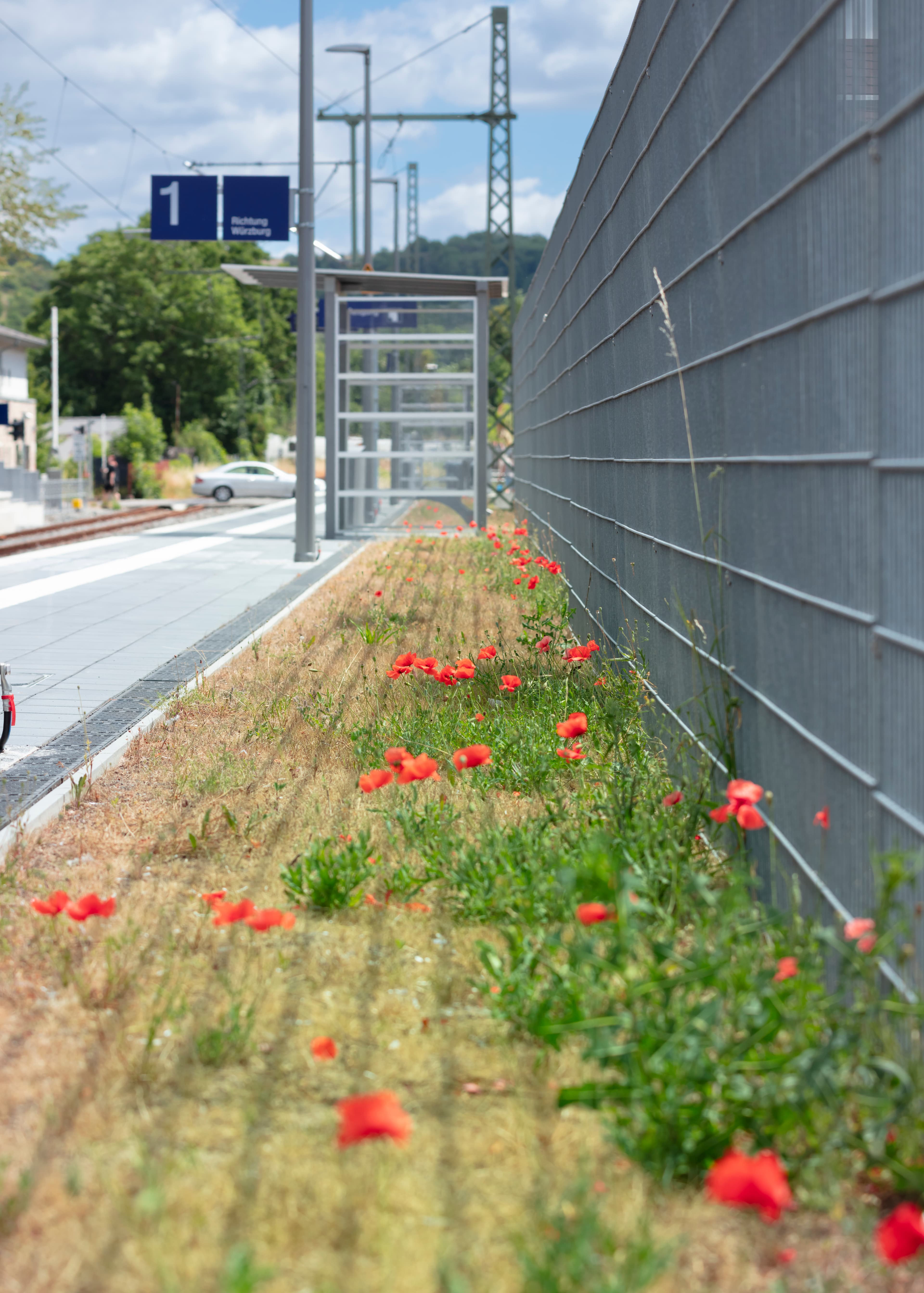 Neu angelegte Blühwiesen am Bahnsteig