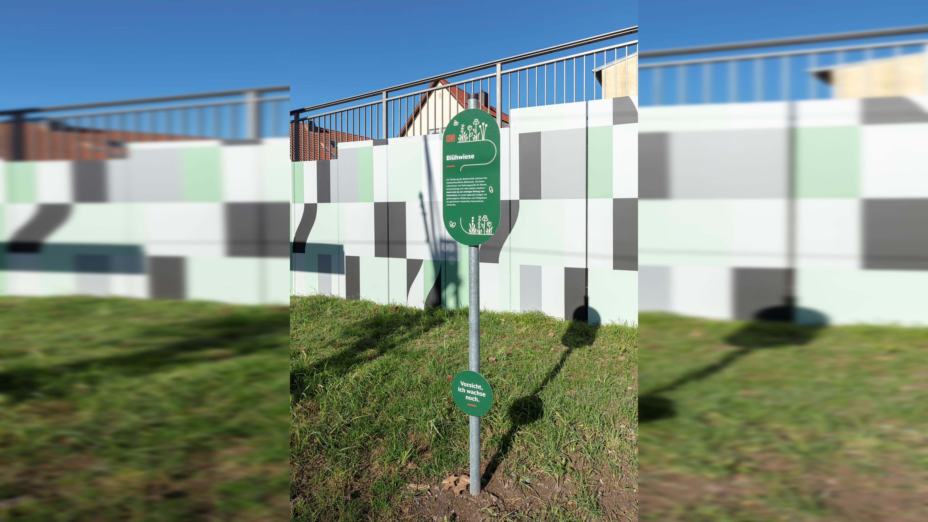Blick auf ein grünes Informationsschild mit der Aufschrift "Blühwiese". Dahinter eine Mauer.