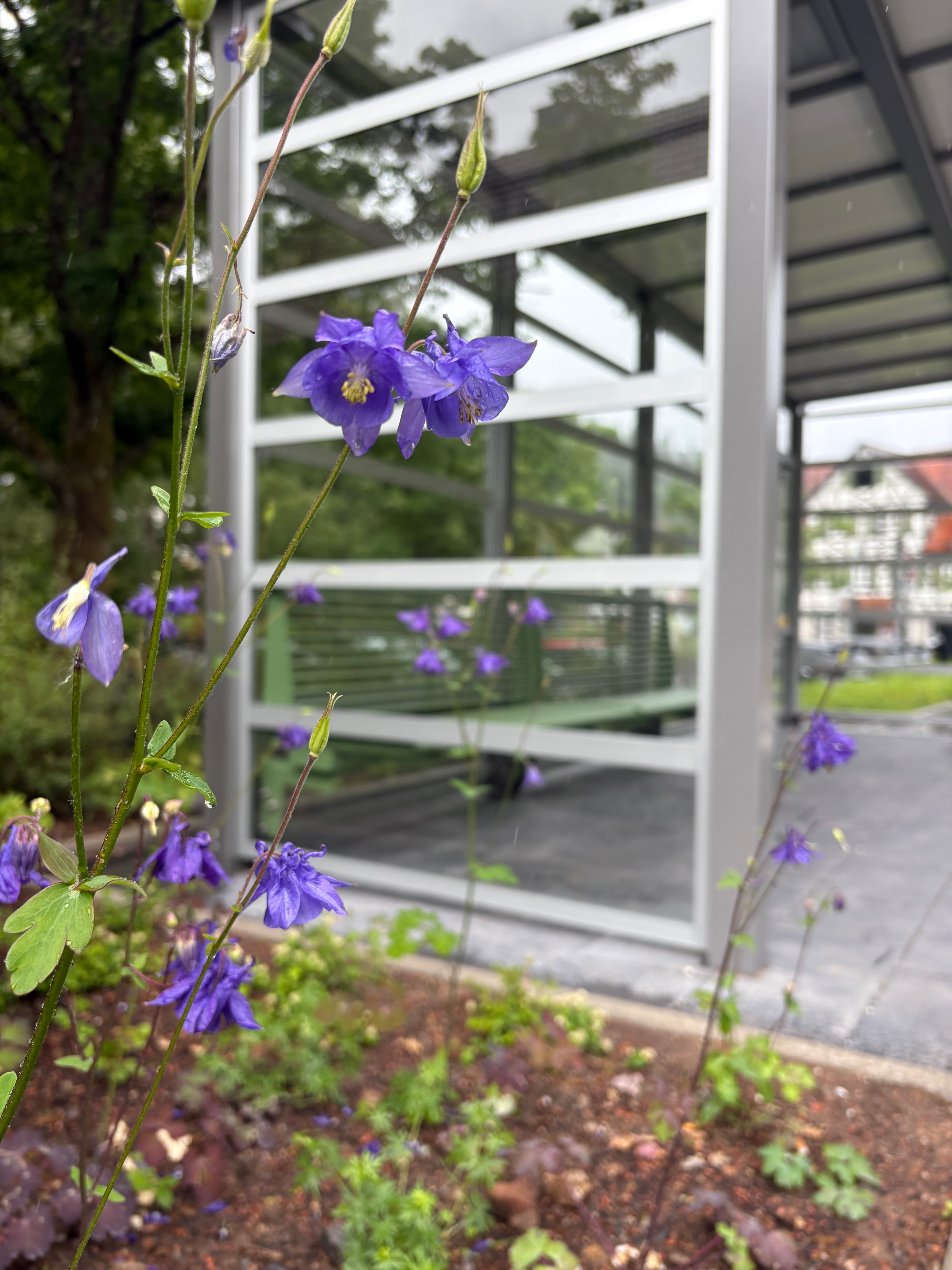 Farbenfrohe Bepflanzung am Bahnsteig