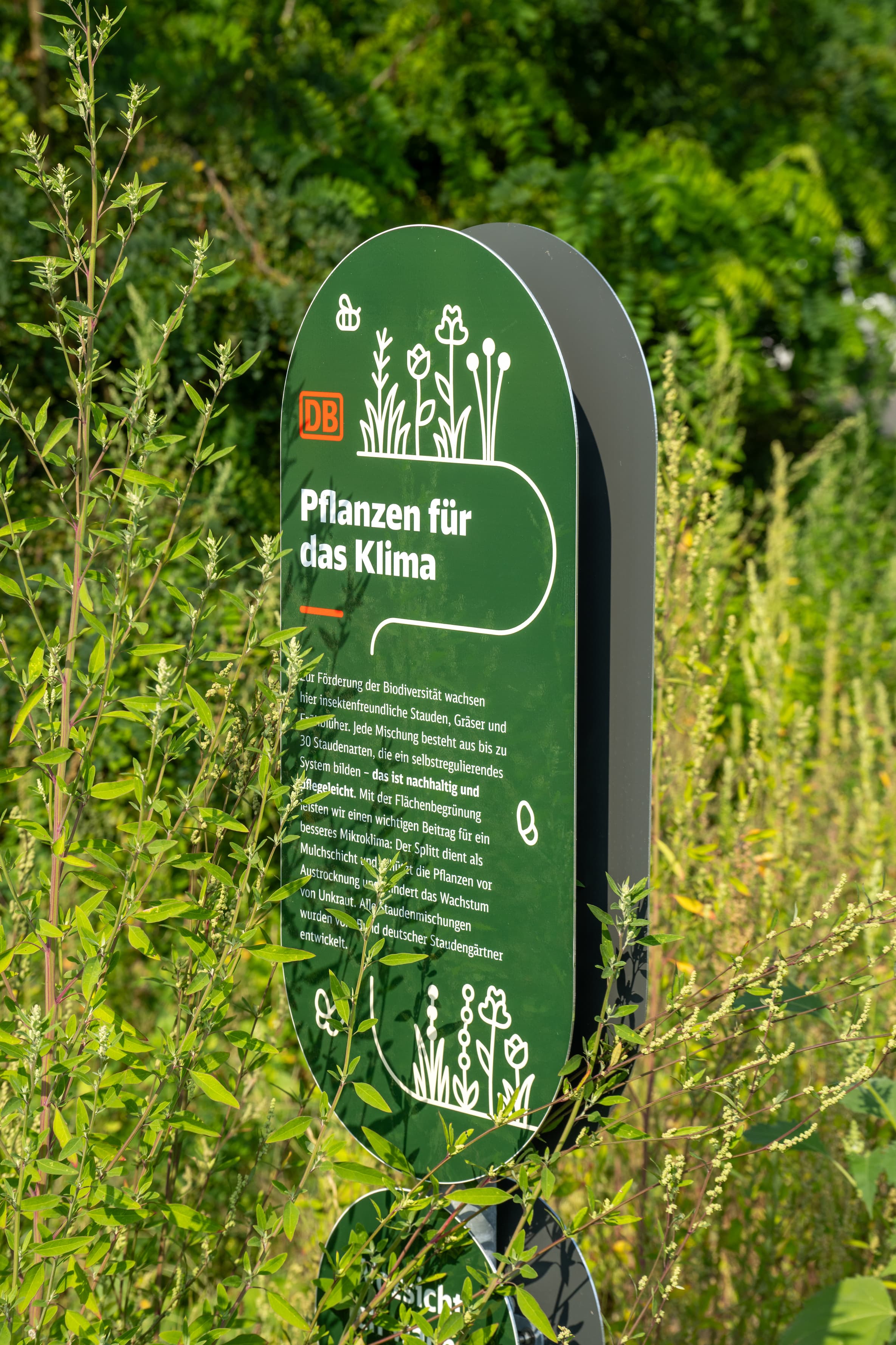 Ein grünes Schild mit Informationen in einer Blühwiese.